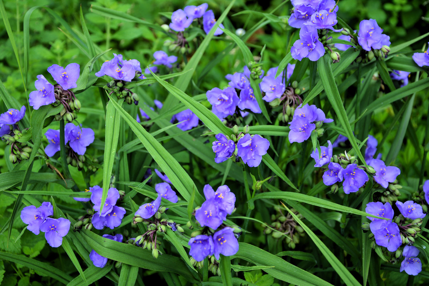 100 Purple OHIO SPIDERWORT (Widows Tears / Bluejacket) Tradescantia Ohiensis Flower Seeds