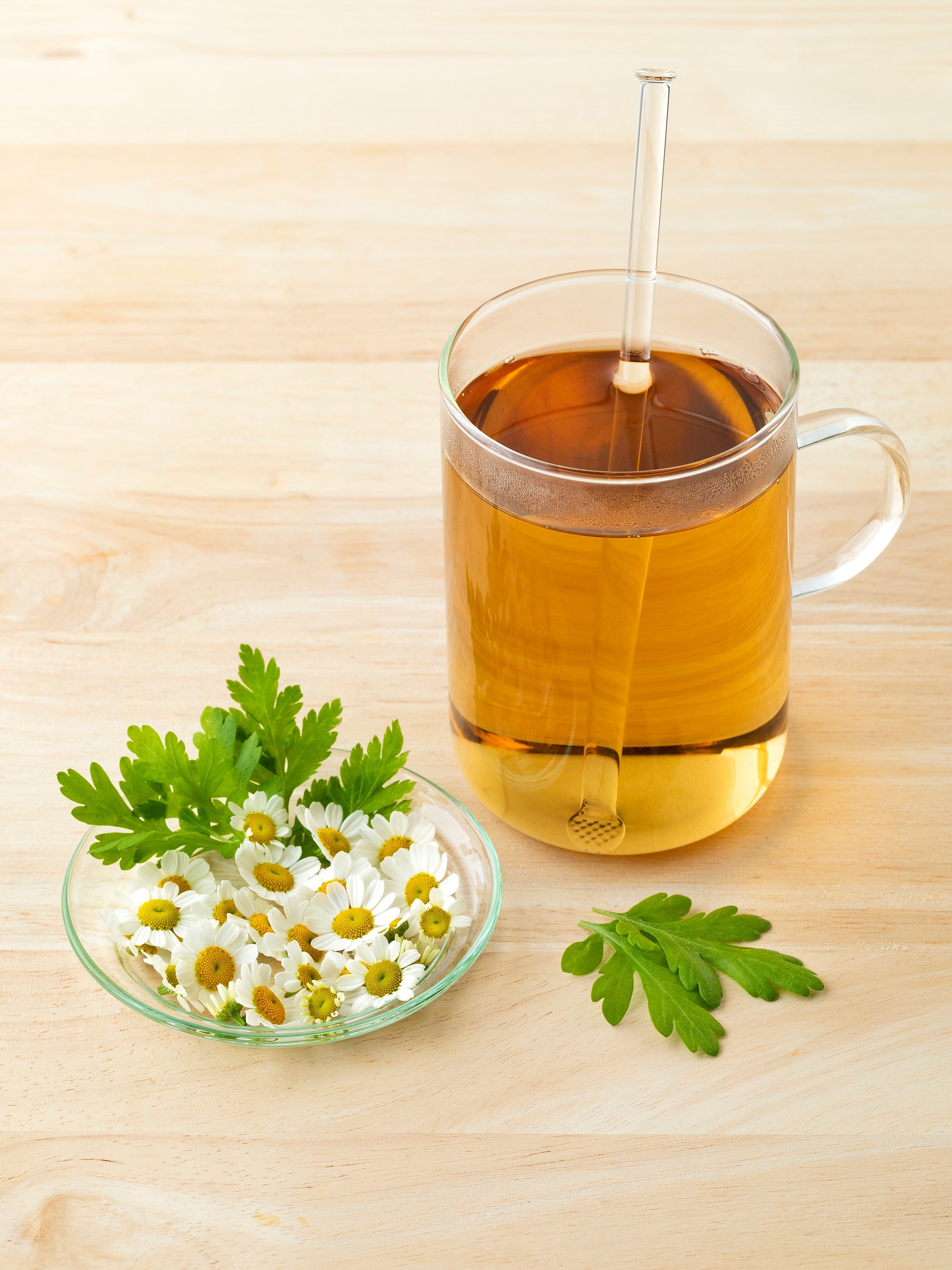 Seedville Feverfew - Thumbnail 3