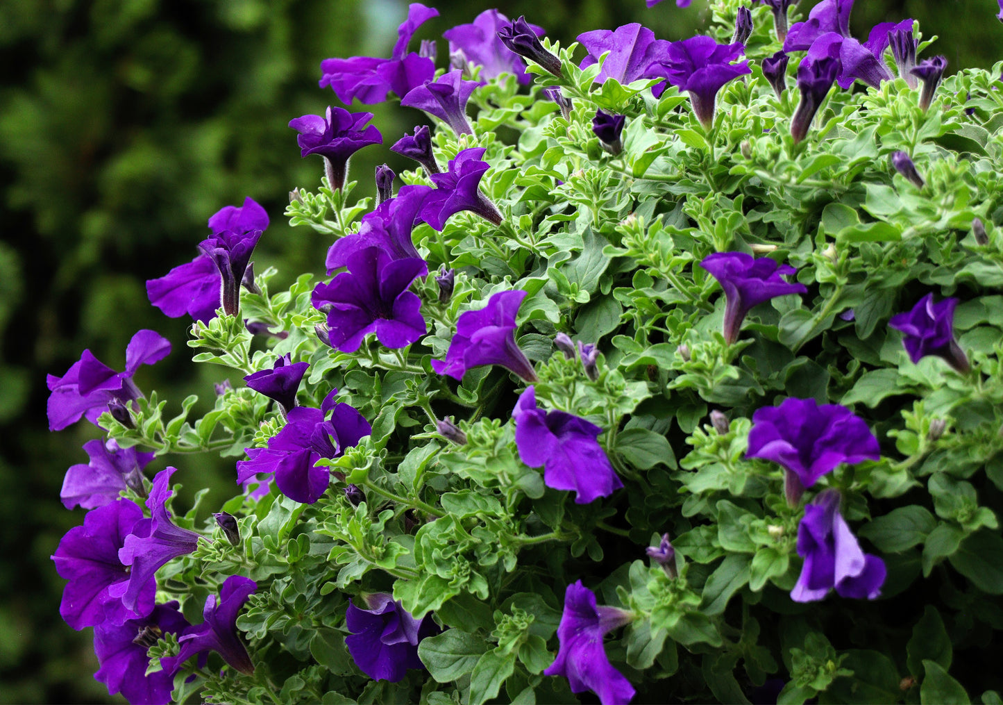 100 DWARF Alderman BLUE PETUNIA Nana Compacta Purple Flower Seeds