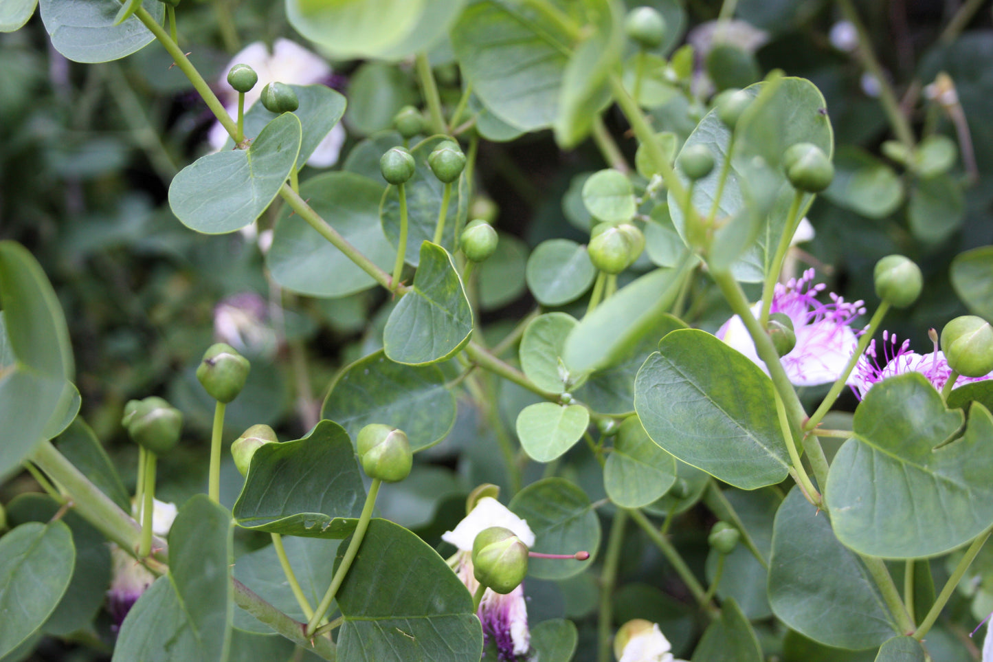 20 CAPER BUSH Edible Capers Flinders Rose Flower Capparis Spinosa Shrub Seeds