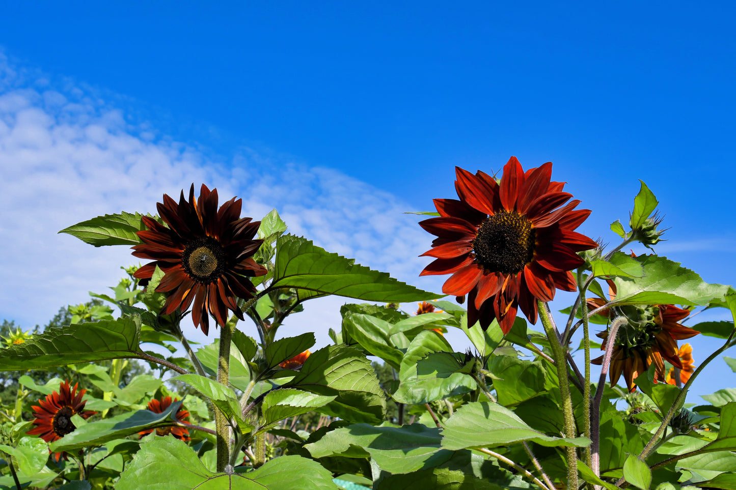 25 Red VELVET QUEEN SUNFLOWER Helianthus Annuus Flower Seeds