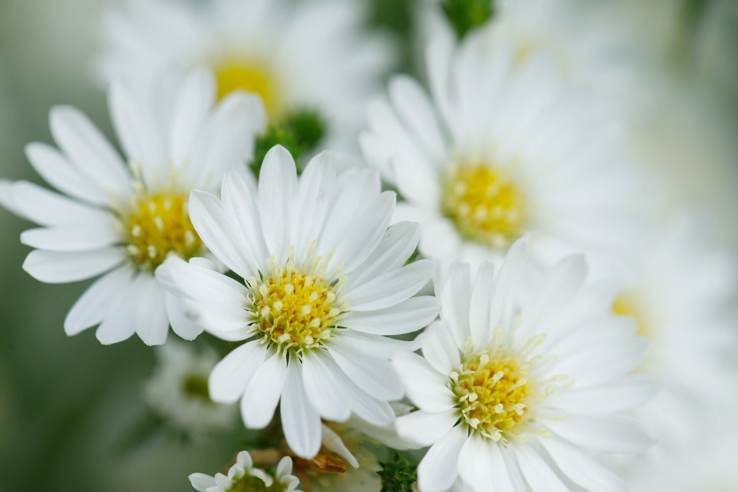 100 WHITE HEATH ASTER Prairie Ericoides Flower Seeds