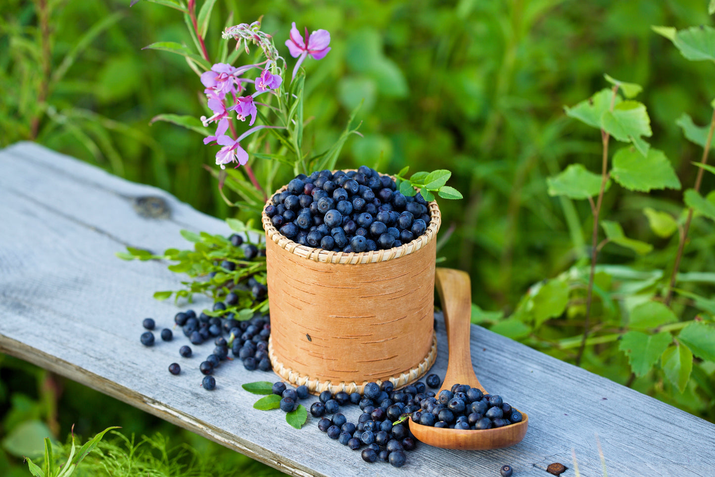 20 Common BILBERRY Fruit Shrub European Blueberry Vaccinium Myrtillus Seeds