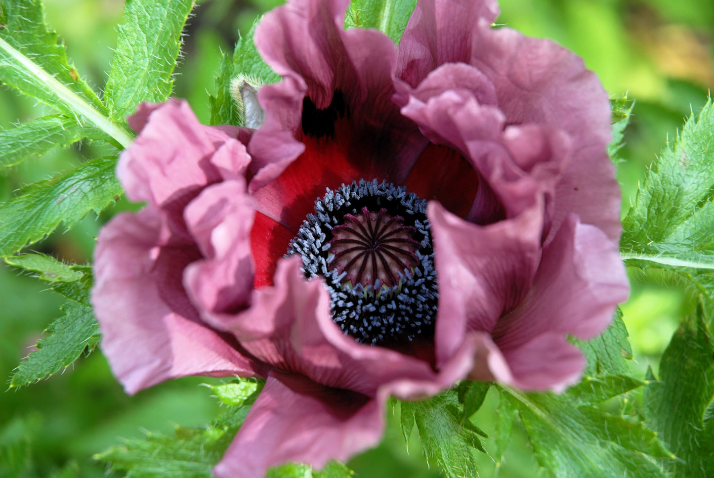 1000 MIXED Colors ORIENTAL POPPY Papaver Orientale Flower Seeds