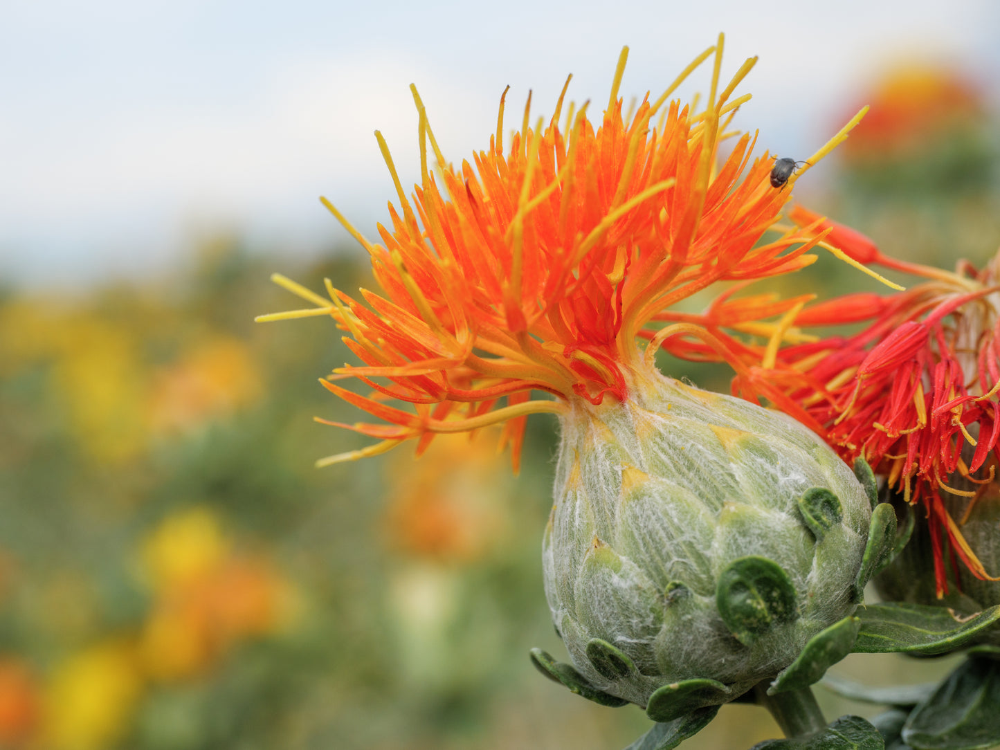 300 SAFFLOWER Saffron Carthamus Tinctorius Yellow Orange Flower Seeds