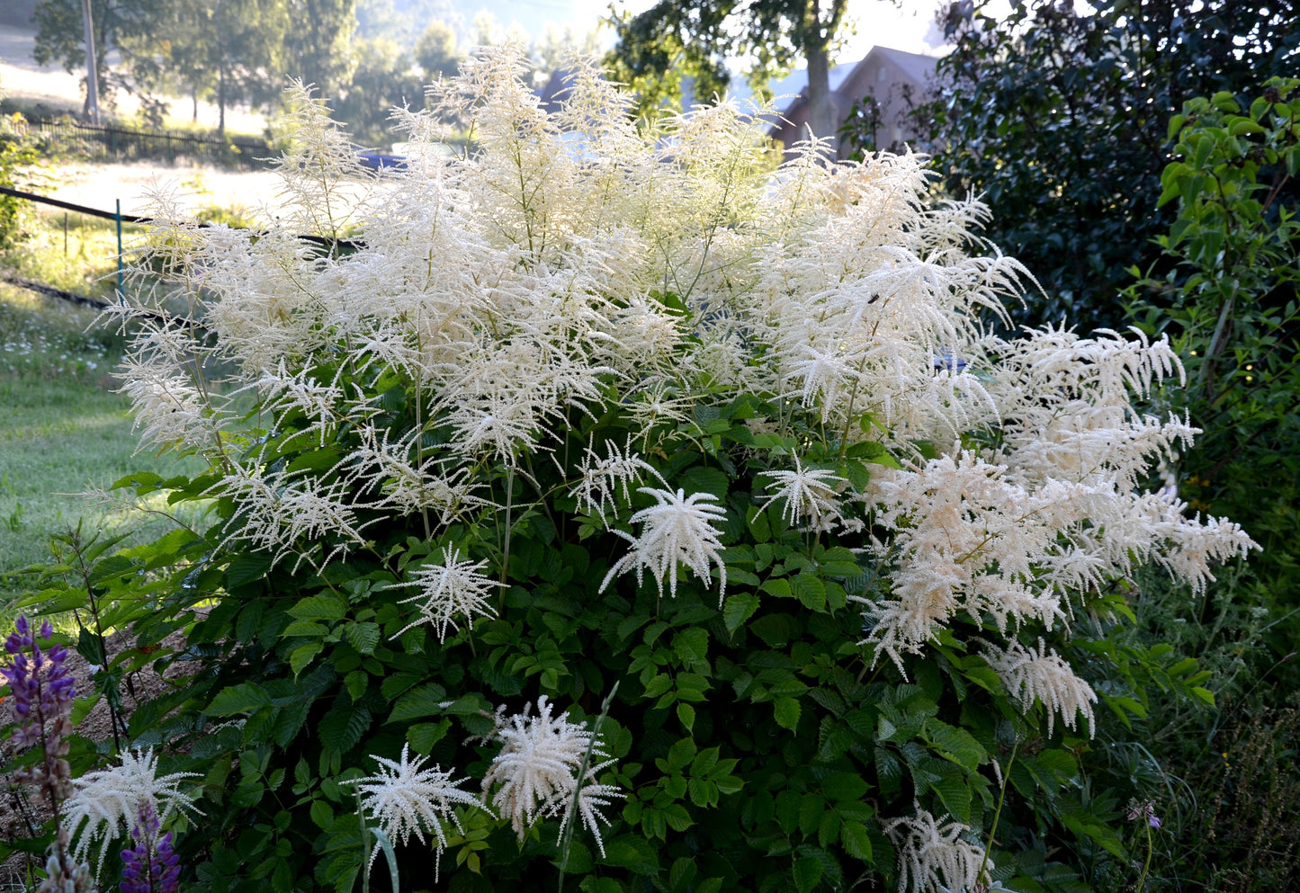 50 WHITE GOATS BEARD (like Astilbe) Aruncus Dioicus Flower Seeds