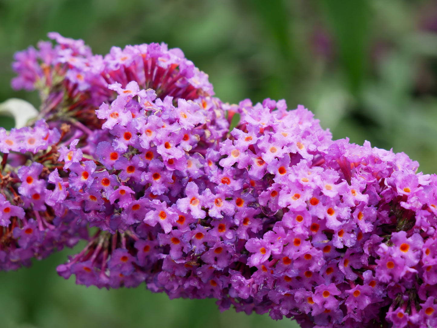 100 MIXED Colors BUTTERFLY BUSH Buddleja Davidii Flower Shrub Seeds