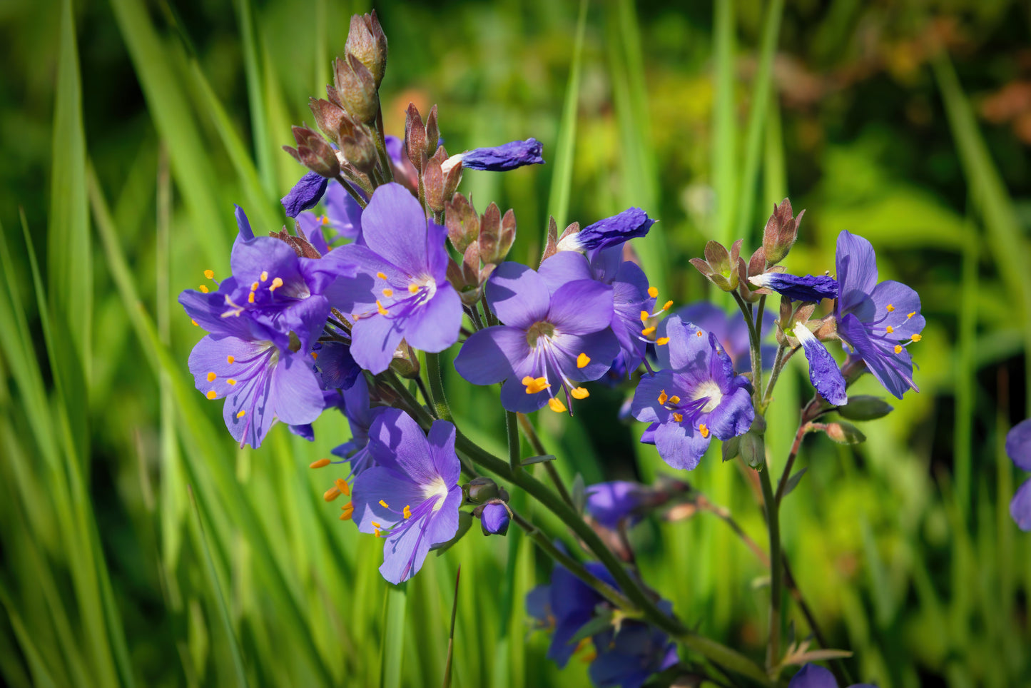 100 BLUE PEARL POLEMONIUM ( Jacobs Ladder ) Polemonium Caeruleum Flower Seeds