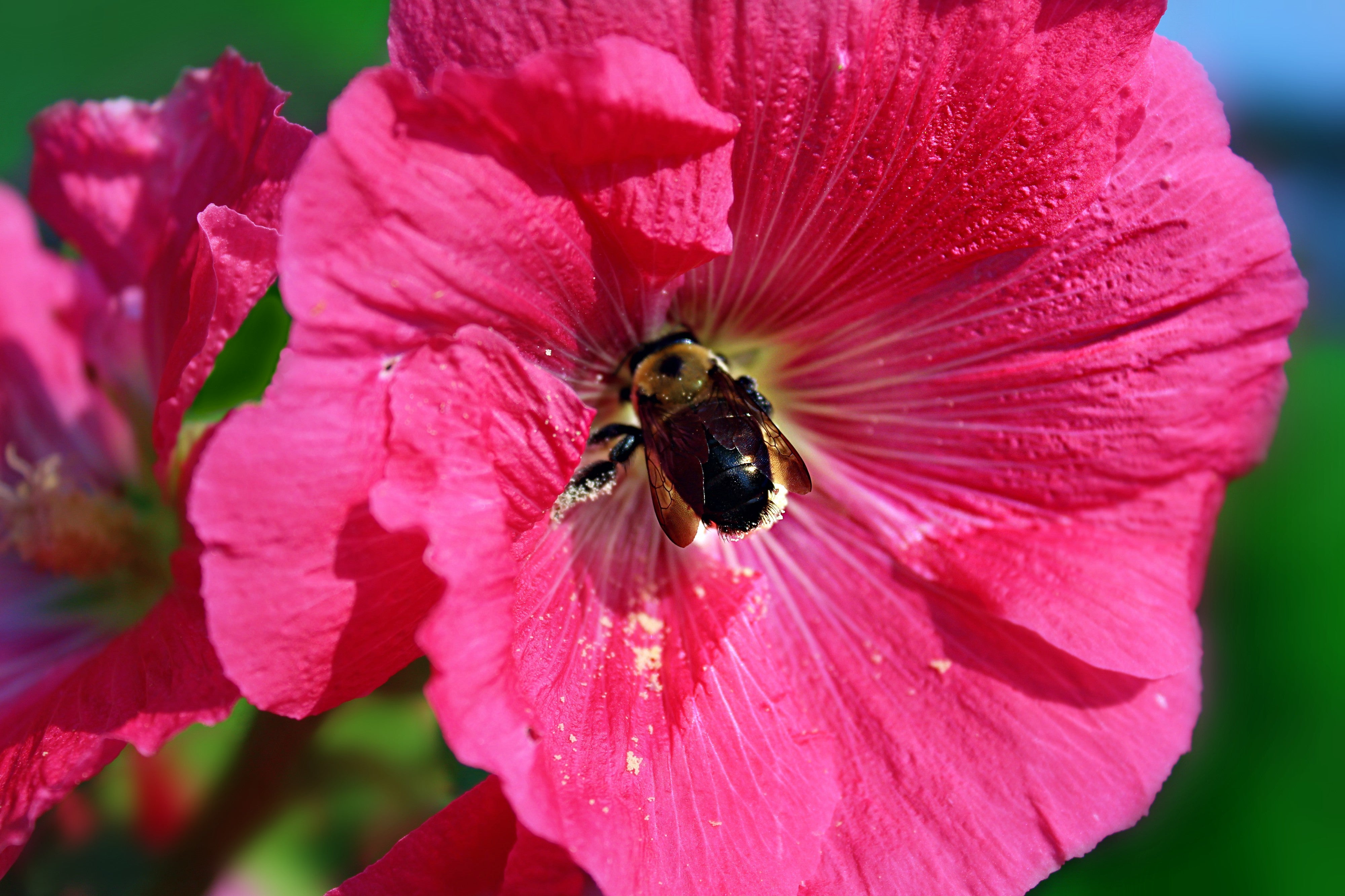 Seedville Hollyhock Alcea Rosea Perennial Flower Seeds