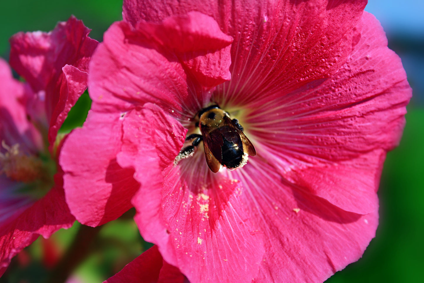 25 BRIGHT PINK HOLLYHOCK Alcea Rosea Perennial Flower Seeds