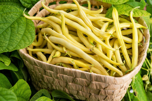 50 Yellow CHEROKEE WAX BEAN Bush AAS Winner Phaseolus Vulgaris Seeds