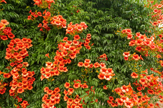 25 Orange HUMMINGBIRD TRUMPET CREEPER Campsis Radicans Vine Flower Seeds