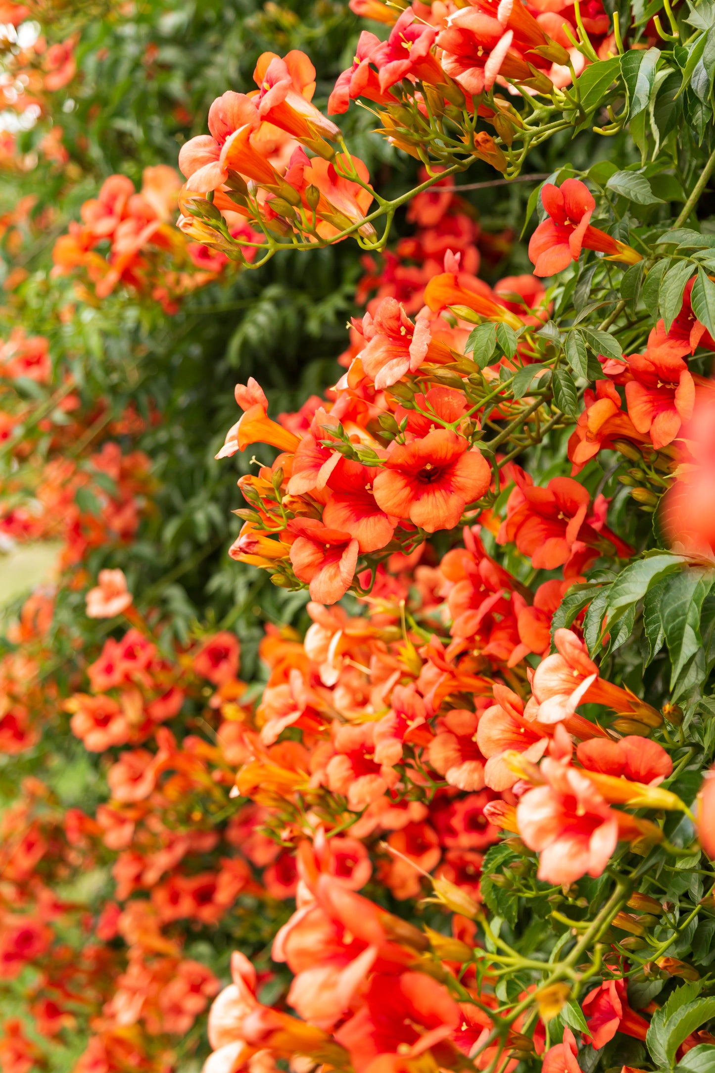 hummingbird carpet plant seeds 25 Orange HUMMINGBIRD TRUMPET CREEPER Campsis Radicans Vine Flower See – Seedville USA