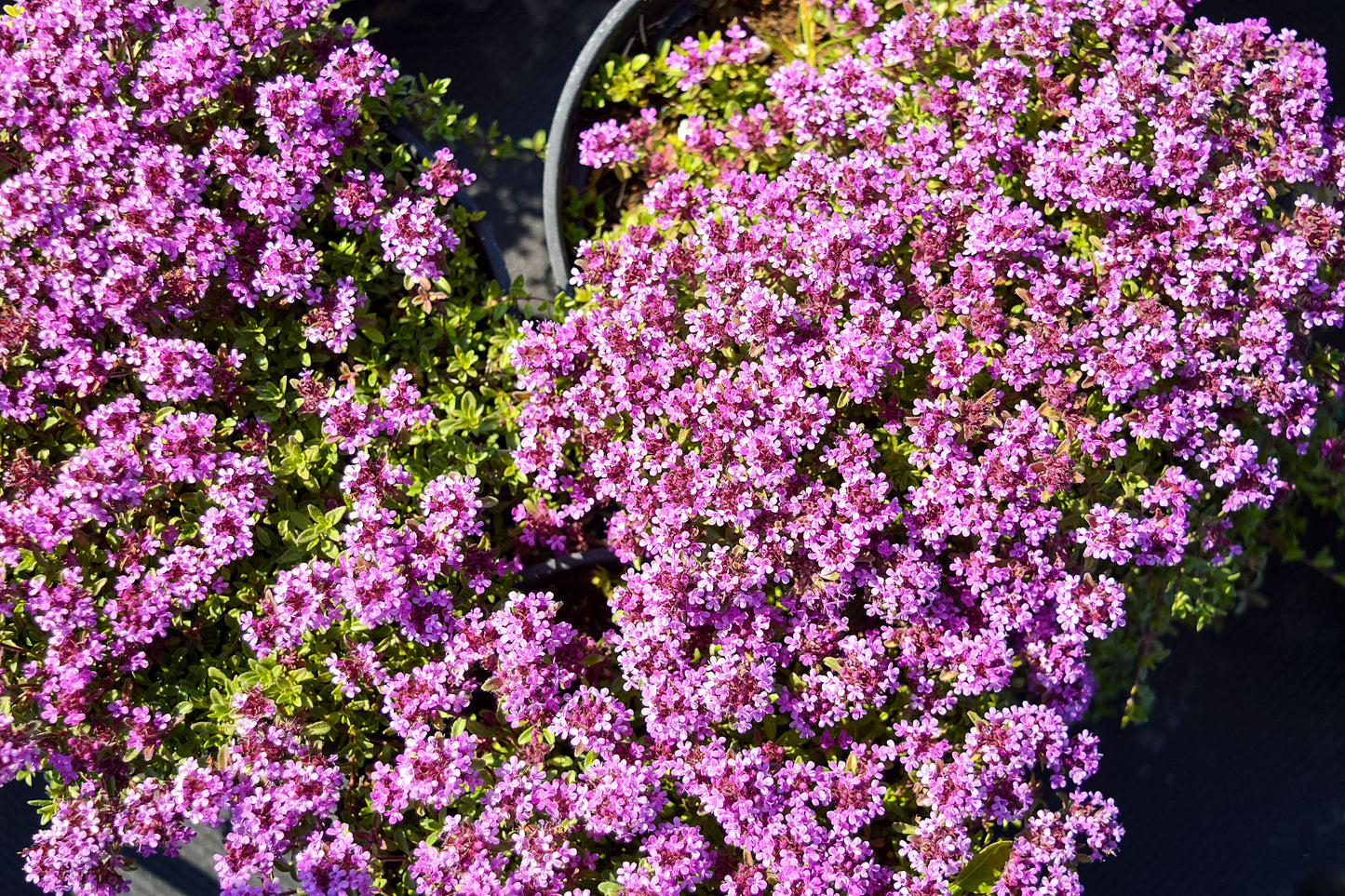 100 Walk On Me CREEPING THYME Thymus Serpyllum Herb Flower Seeds