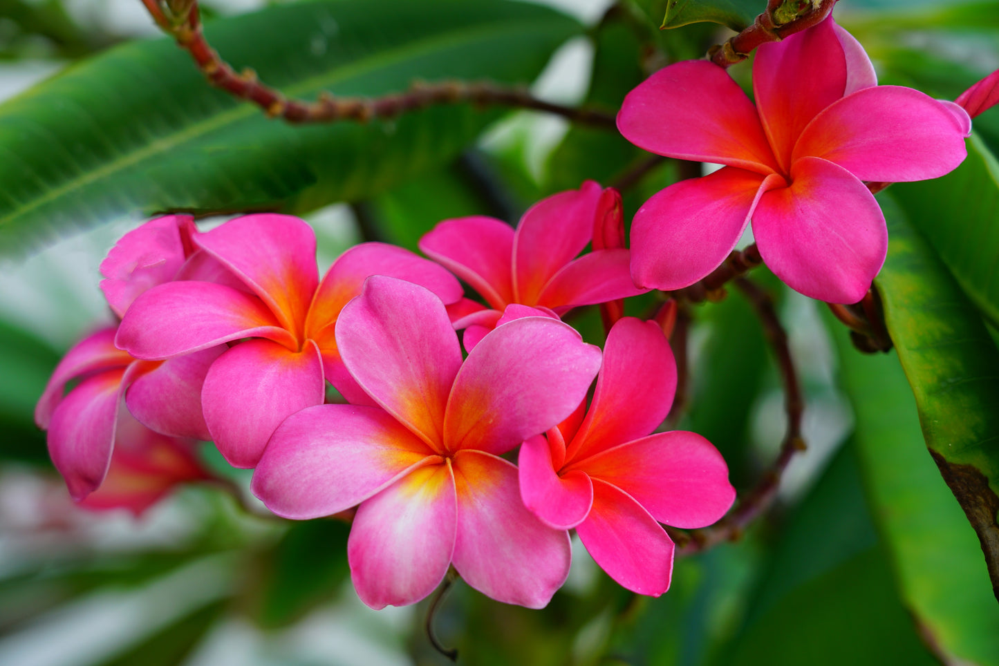 10 MIXED COLORS PLUMERIA Seeds - Lei Flower Frangipani Mix Fragrant Shrub Small Tree Pink Red Yellow White Peach Two Tone