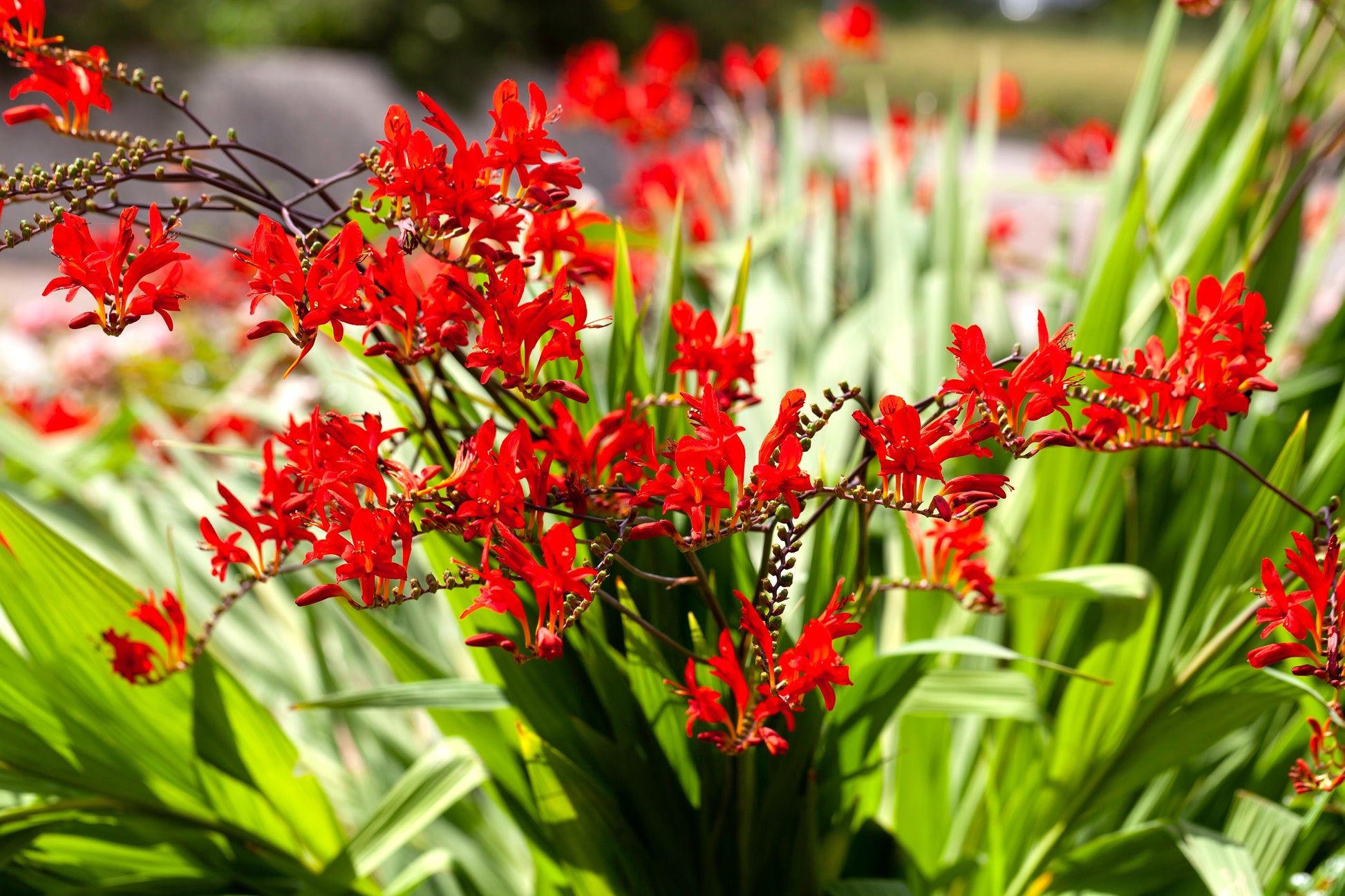 lucifer plant seeds 10 RED LUCIFER CROCOSMIA Crocosmia Masoniorum Flower Seeds