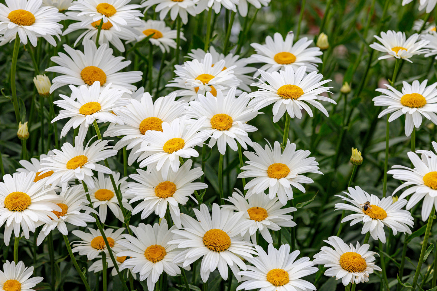 2000 OX EYE DAISY Marguerite Chrysanthemum Leucanthemum White Flower Seeds