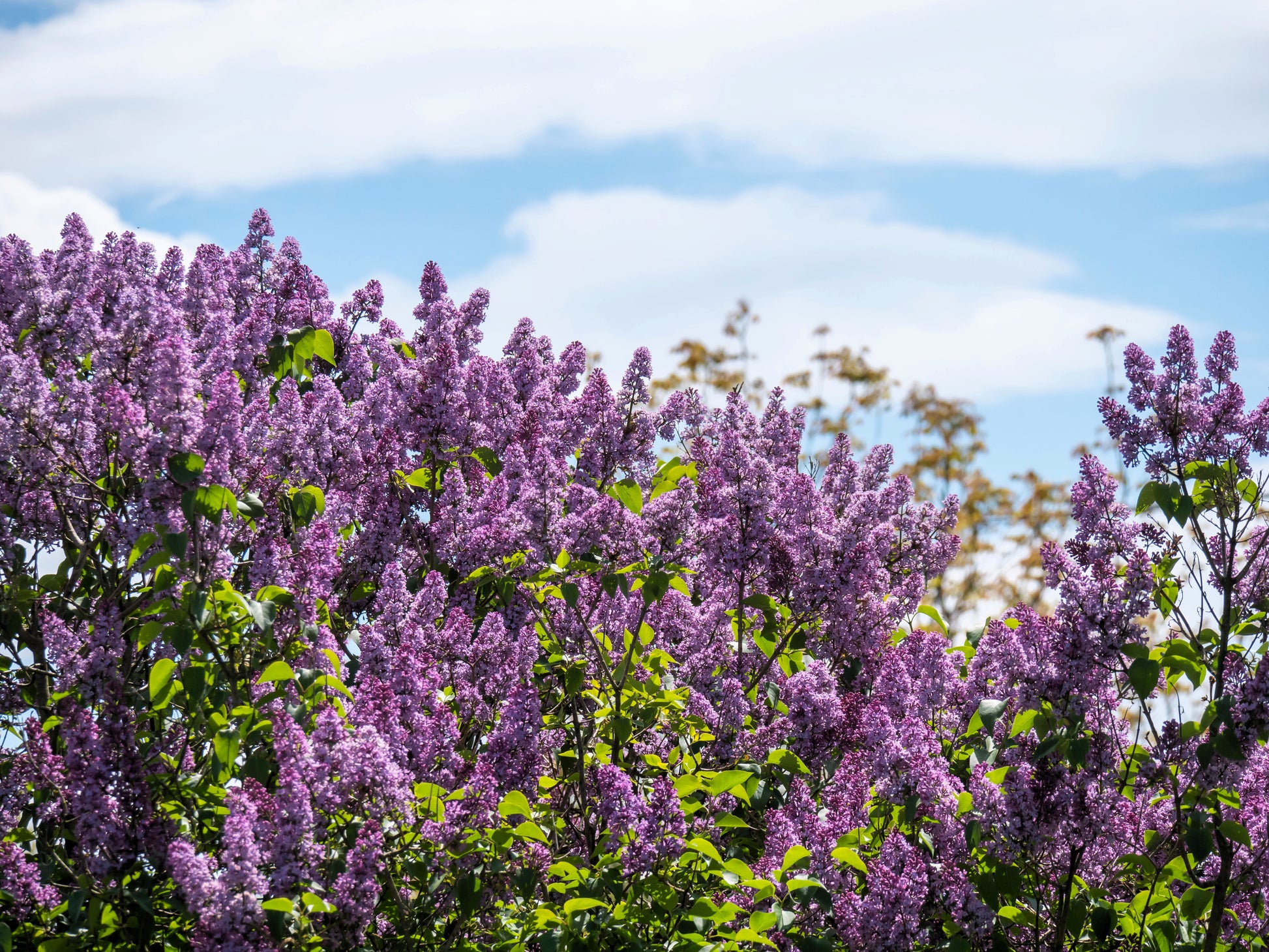 lavender lilac plant 25 FRENCH / Old FASHIONED LILAC Syringa Vulgaris Flower Shrub Bush See – Seedville USA