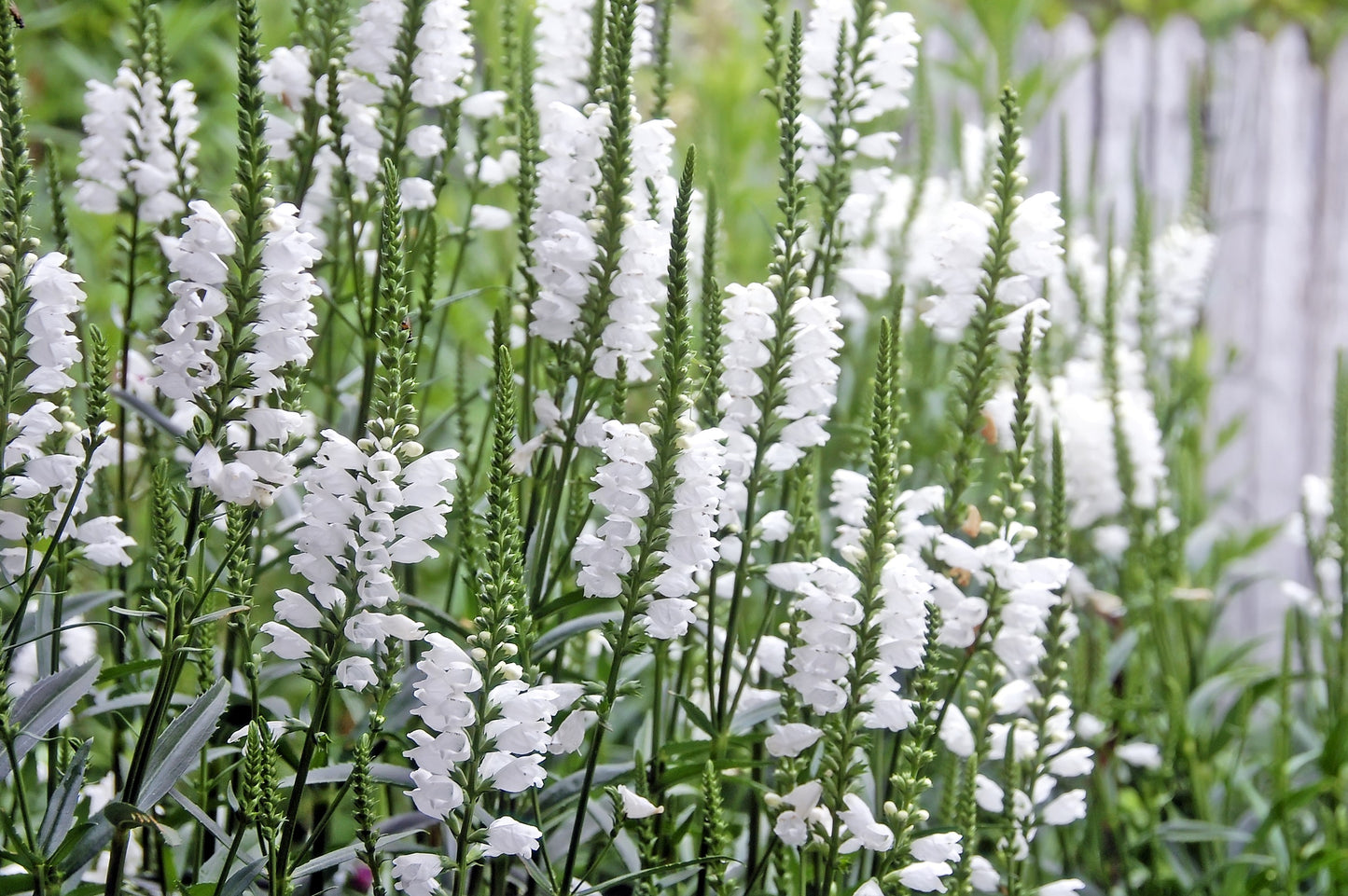 50 WHITE Showy OBEDIENT PLANT (False Dragon Head) Physostegia Virginiana Flower Seeds