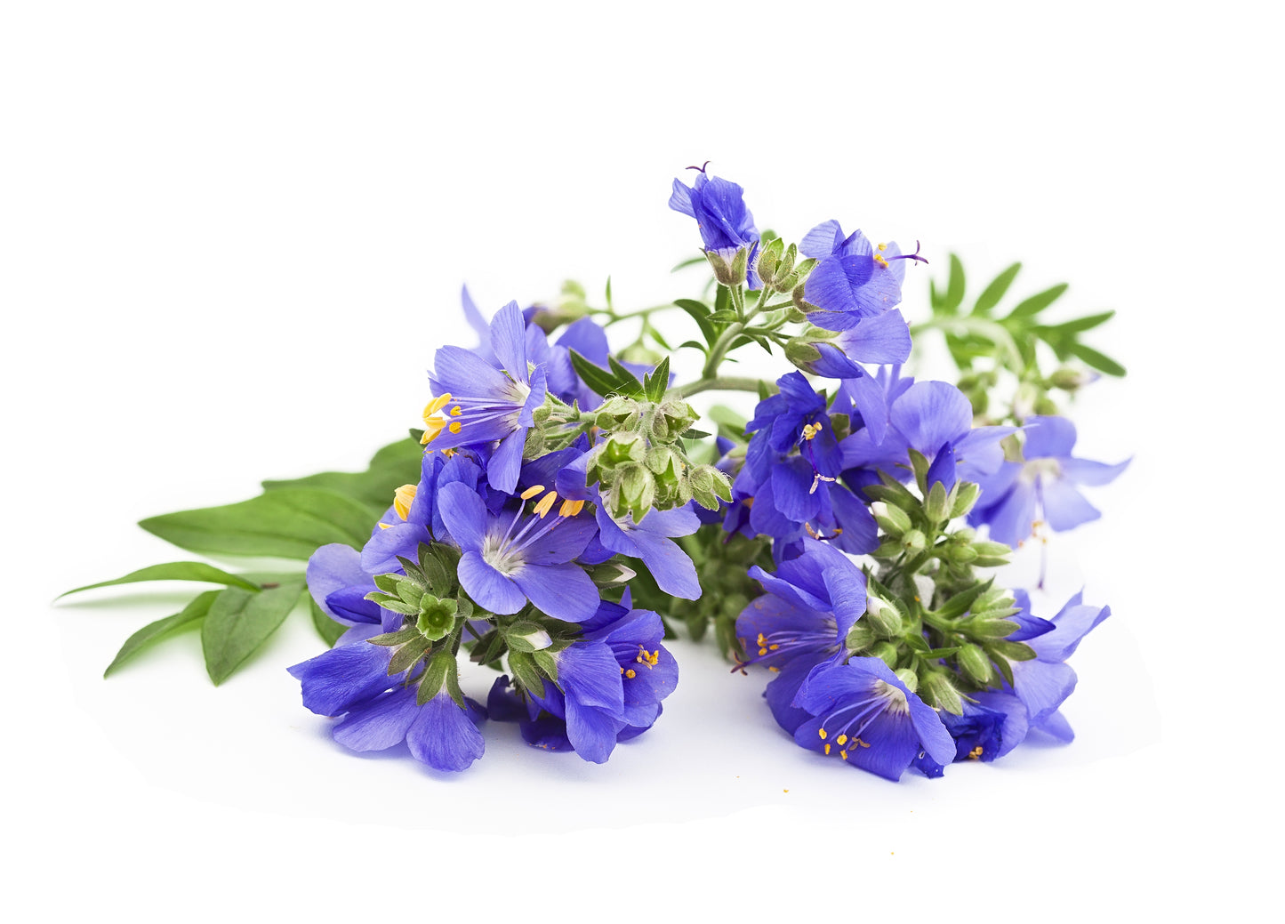 100 BLUE PEARL POLEMONIUM ( Jacobs Ladder ) Polemonium Caeruleum Flower Seeds