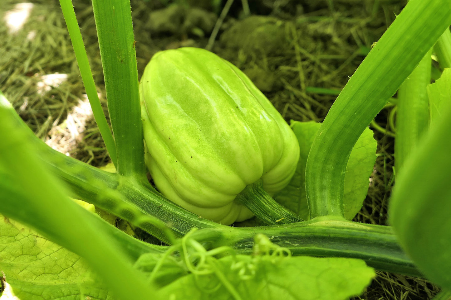 50 Table Queen ACORN SQUASH Winter Cucurbita Pepo Vegetable Seeds