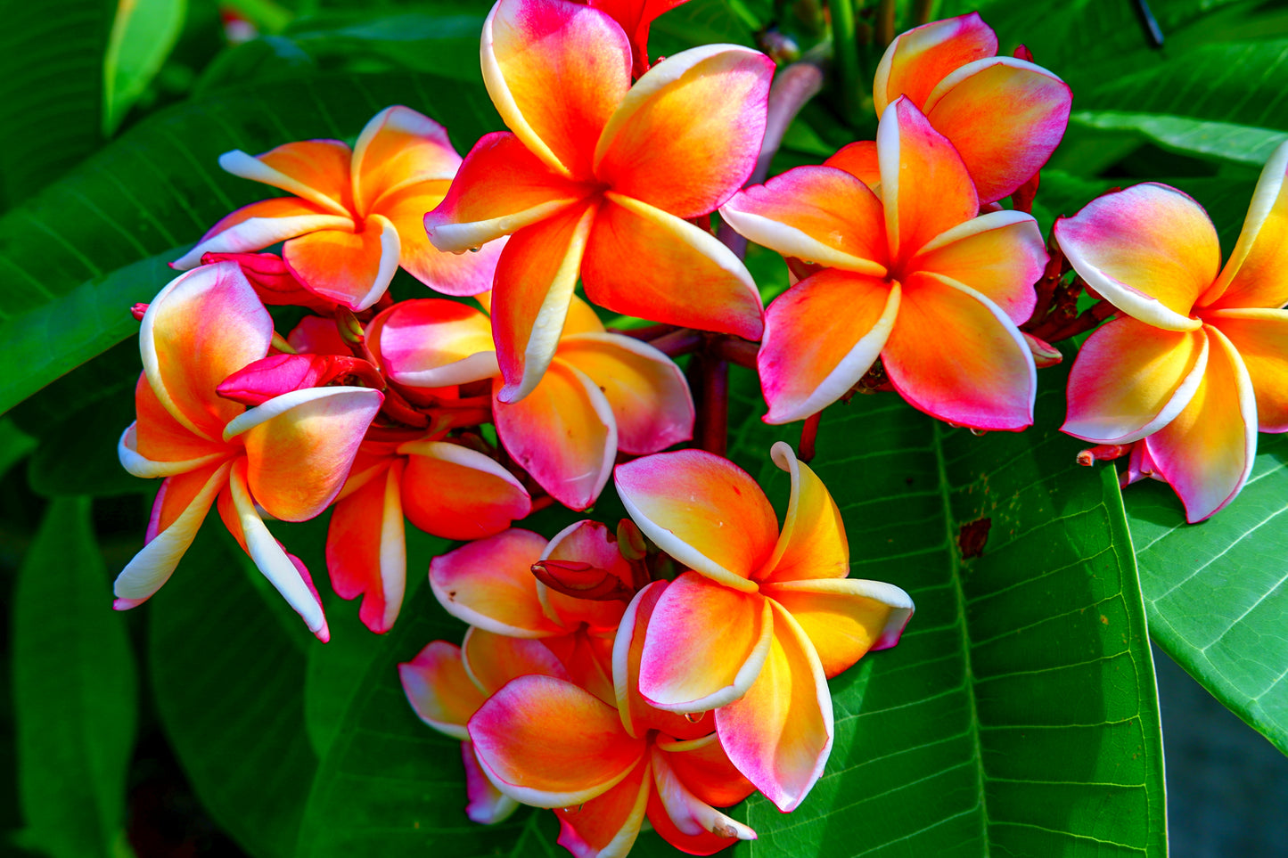 10 MIXED COLORS PLUMERIA Seeds - Lei Flower Frangipani Mix Fragrant Shrub Small Tree Pink Red Yellow White Peach Two Tone