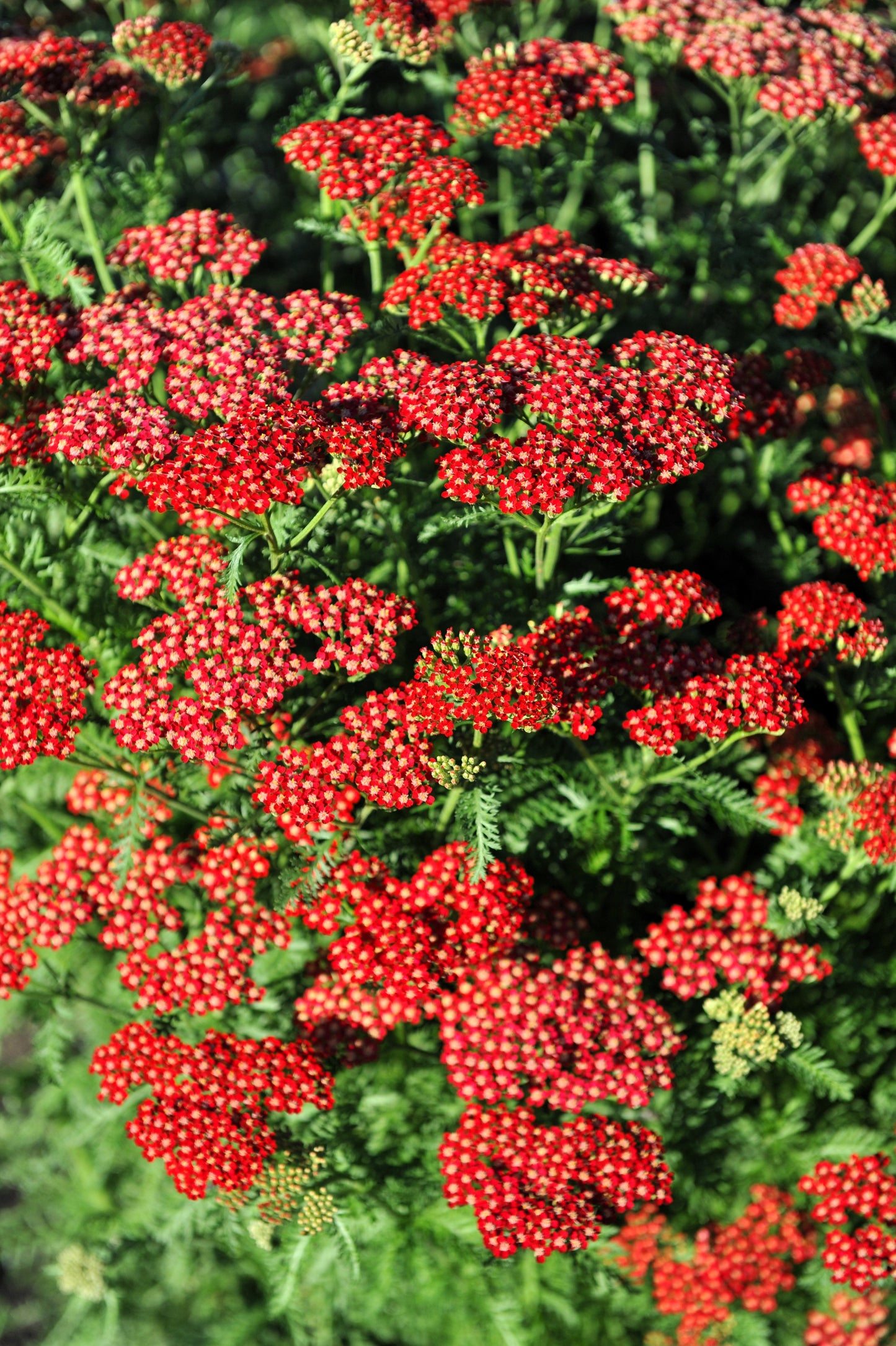 600 RED YARROW Achillea Millefolium Rubra Flower Seeds