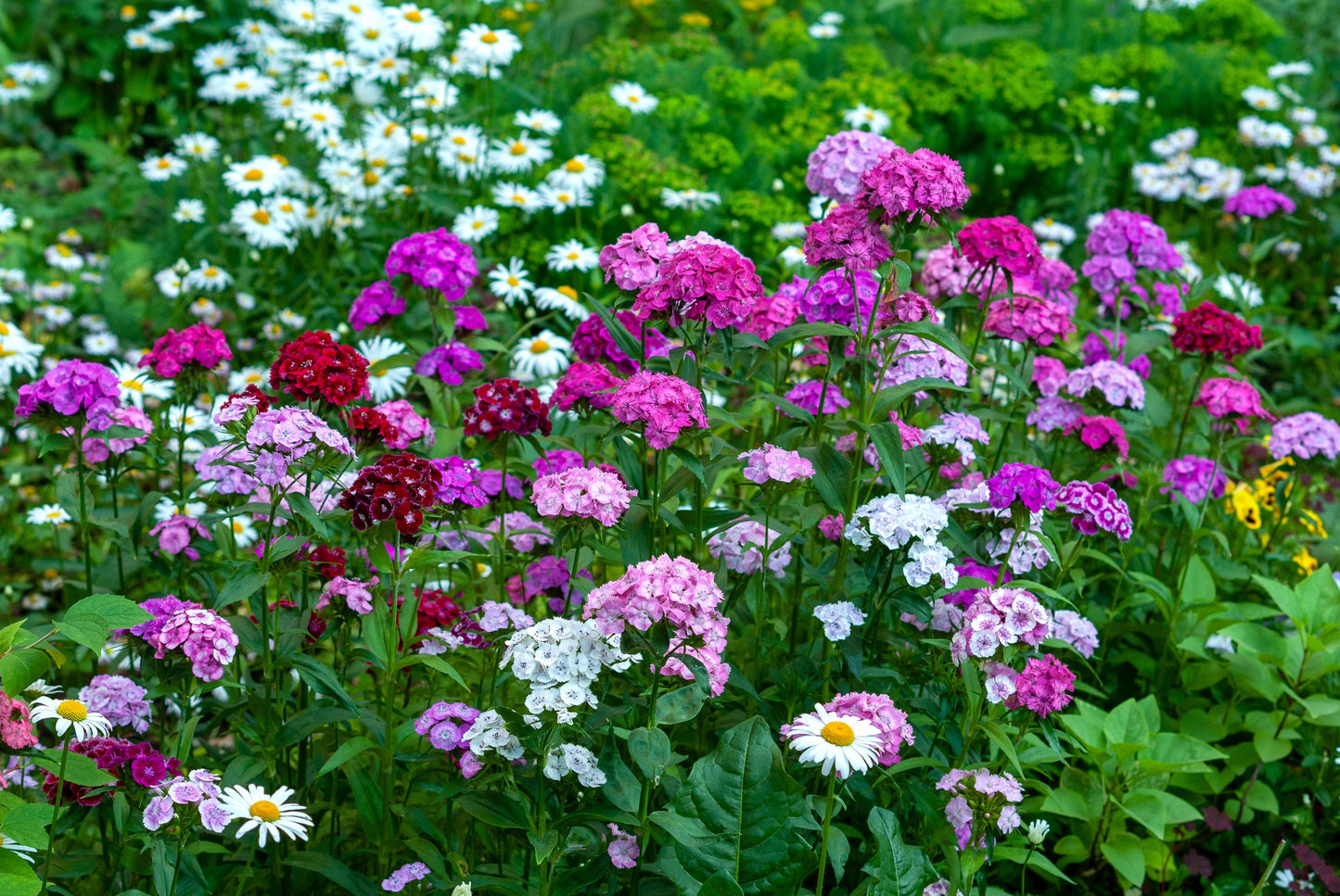 500 MIXED Colors SWEET WILLIAM Dianthus Barbatus Color Mix Red White Pink Bicolor Flower Seeds