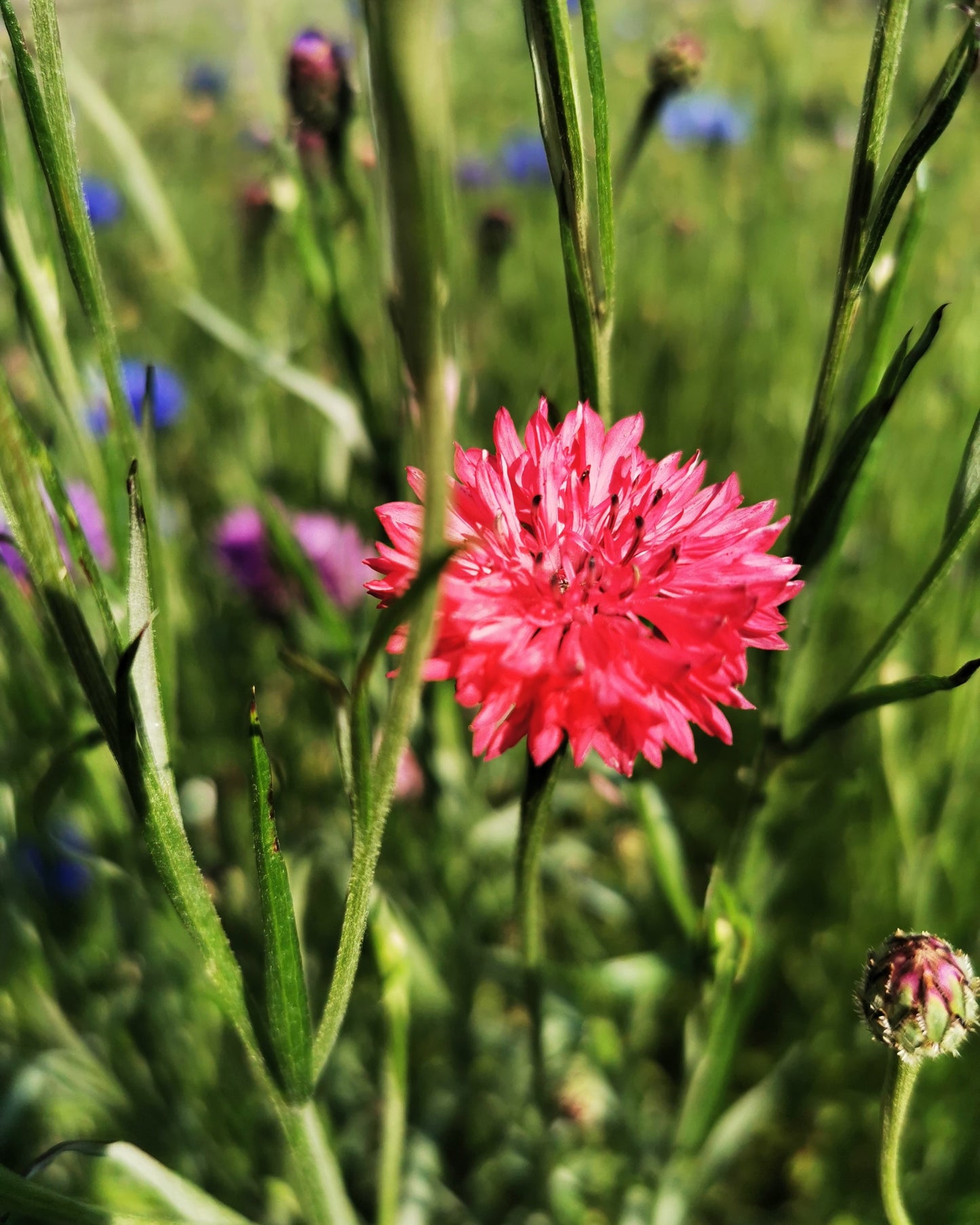 750 Red BACHELOR'S BUTTON / CORNFLOWER Centaurea Cyanus Flower Seeds