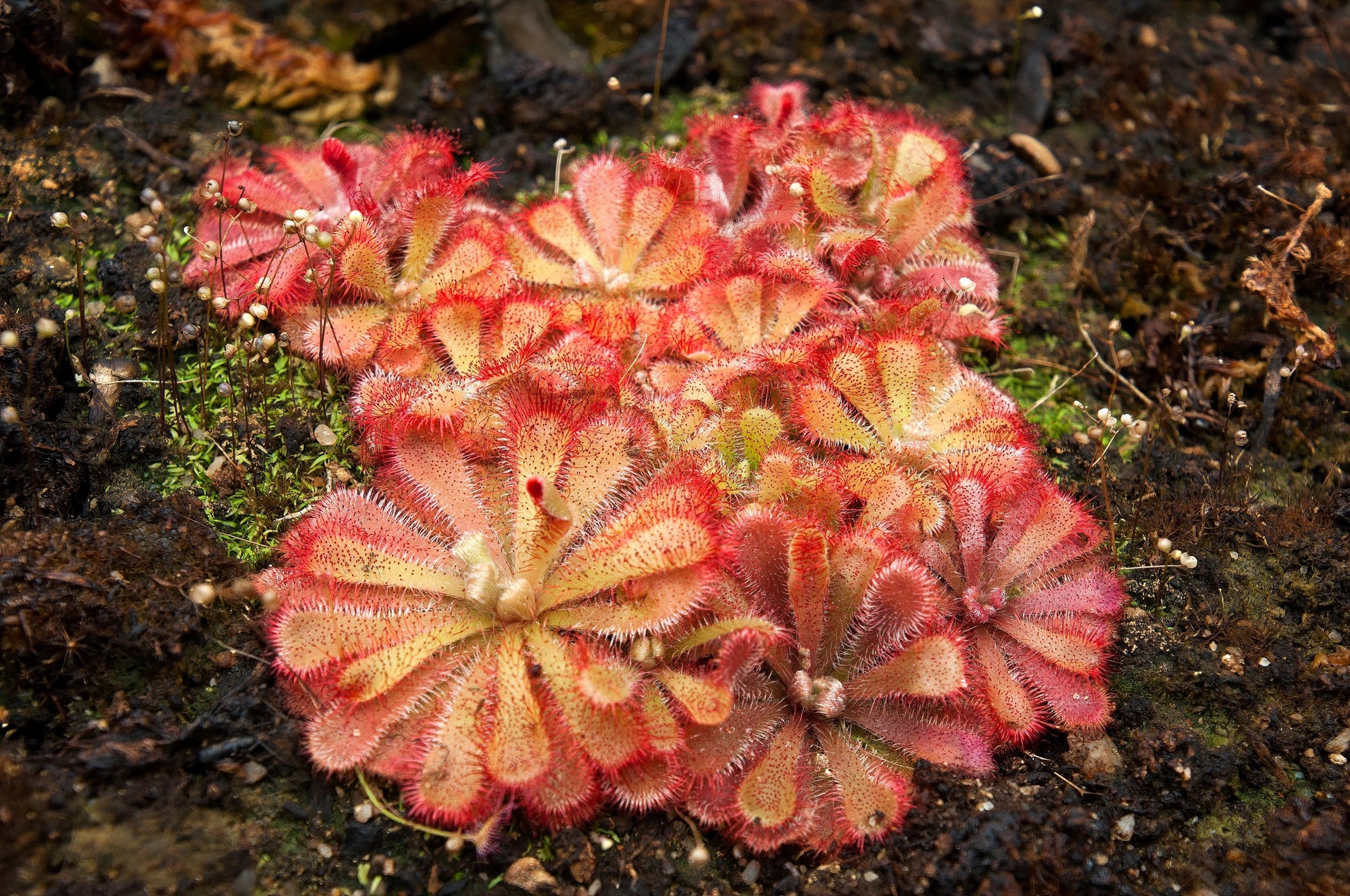 planting drosera seeds 10 CARNIVOROUS SUNDEW PLANT Drosera Flower Seeds