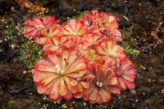 10 CARNIVOROUS SUNDEW PLANT Drosera Flower Seeds