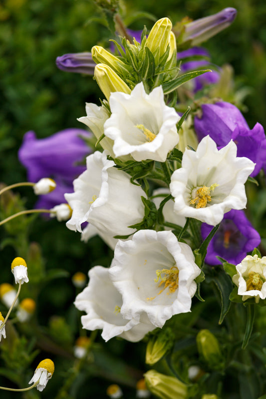 200 White CANTERBURY BELLS - CAMPANULA Medium Flower Seeds