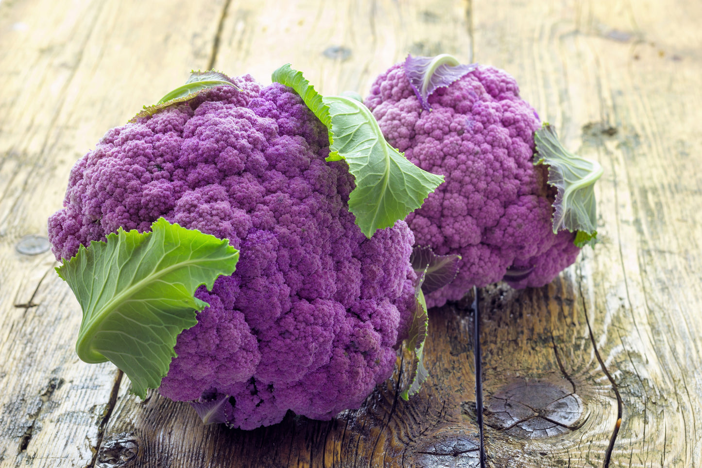 25 PURPLE CAULIFLOWER Violet Queen Brassica Oleracea Botrytis Vegetable Seeds