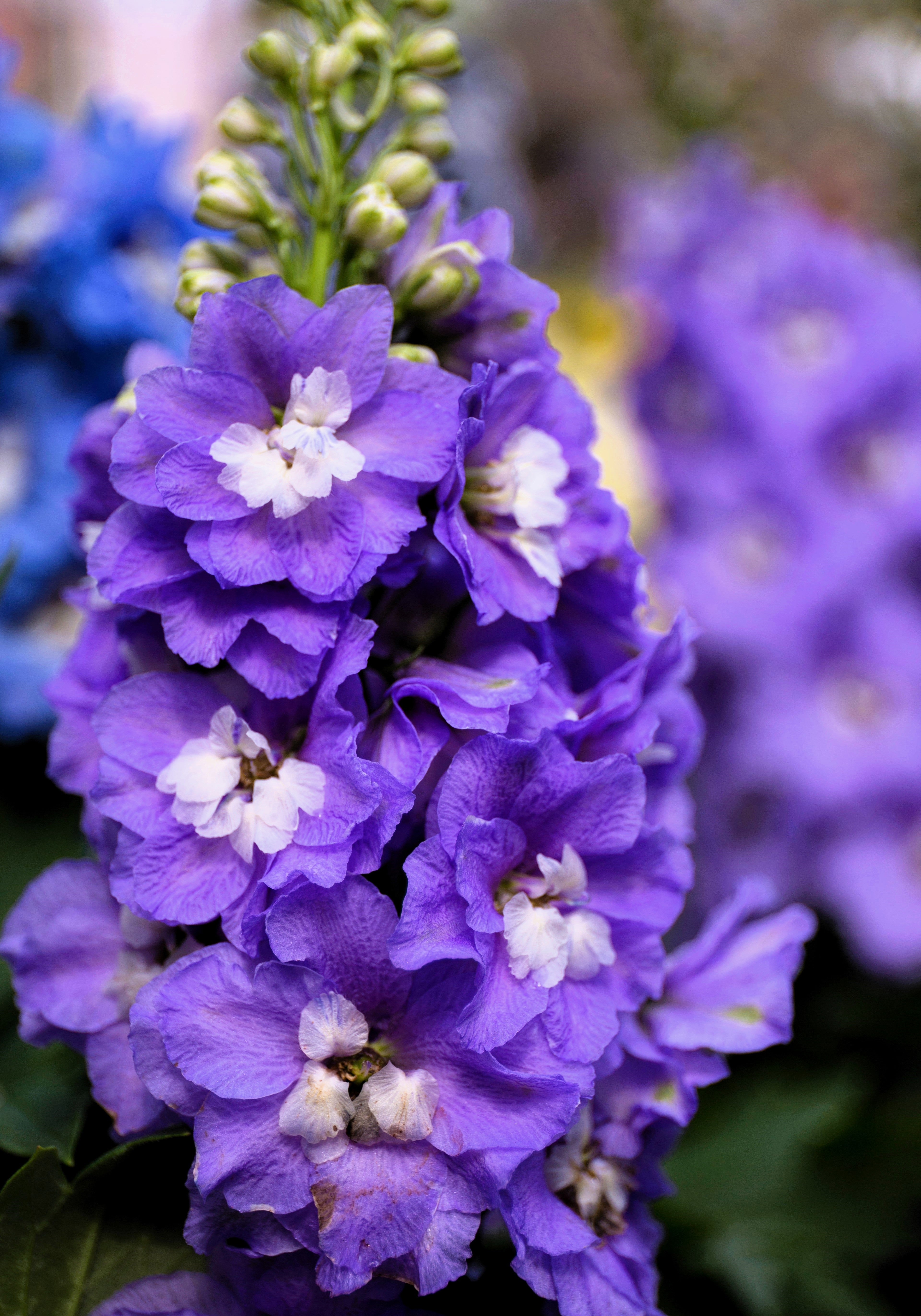 邦楽 Ruiza / delphinium 350 Blue with Pink ROCKET LARKSPUR DELPHINIUM Consolida Ajacis