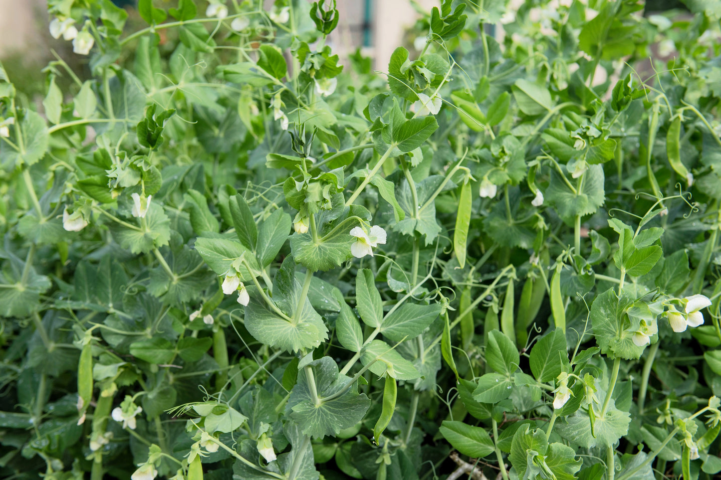 50 GREEN ARROW PEA Heirloom Shelling English Pisum Sativum Vegetable Seeds