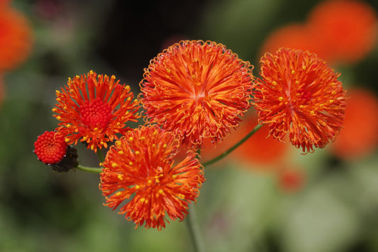 50 Red LADY'S PAINTBRUSH Tassel Flower Emilia Javanica Coccinea 'Scarlet Magic' Seeds