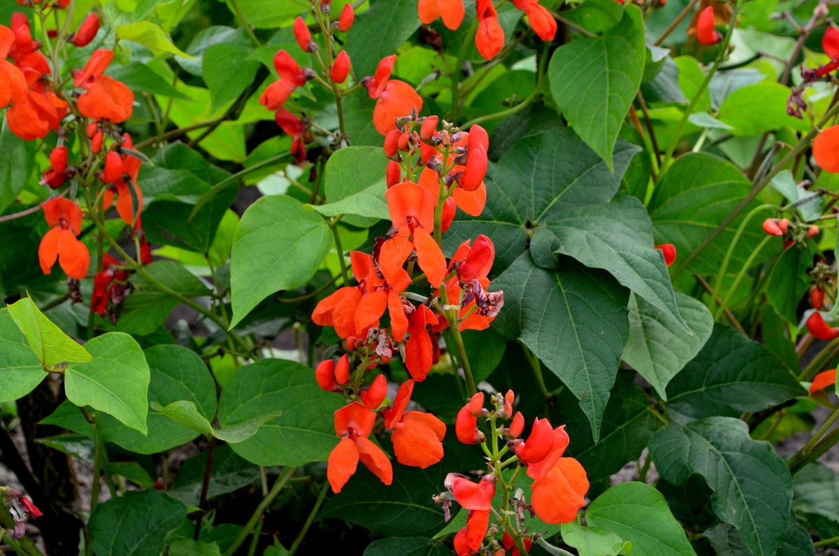 25 SCARLET RUNNER Pole BEAN Ornamental Red Flowers Phaseolus Vulgaris Vegetable Seeds