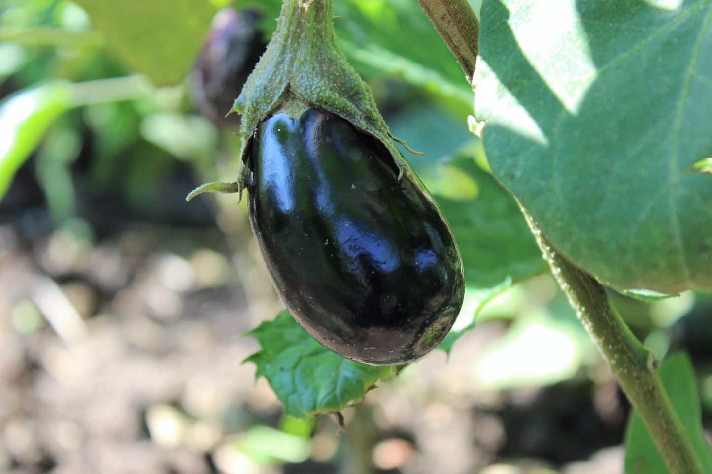 1000 BLACK BEAUTY EGGPLANT Solanum Melongena Esculentum Vegetable Seeds