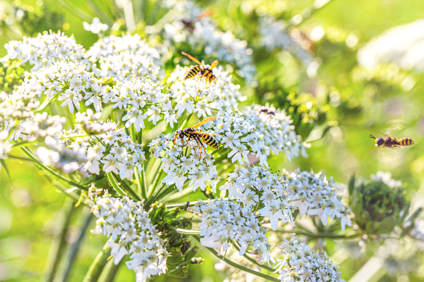 400 CARAWAY Carum Carvi HERB Flower Seeds