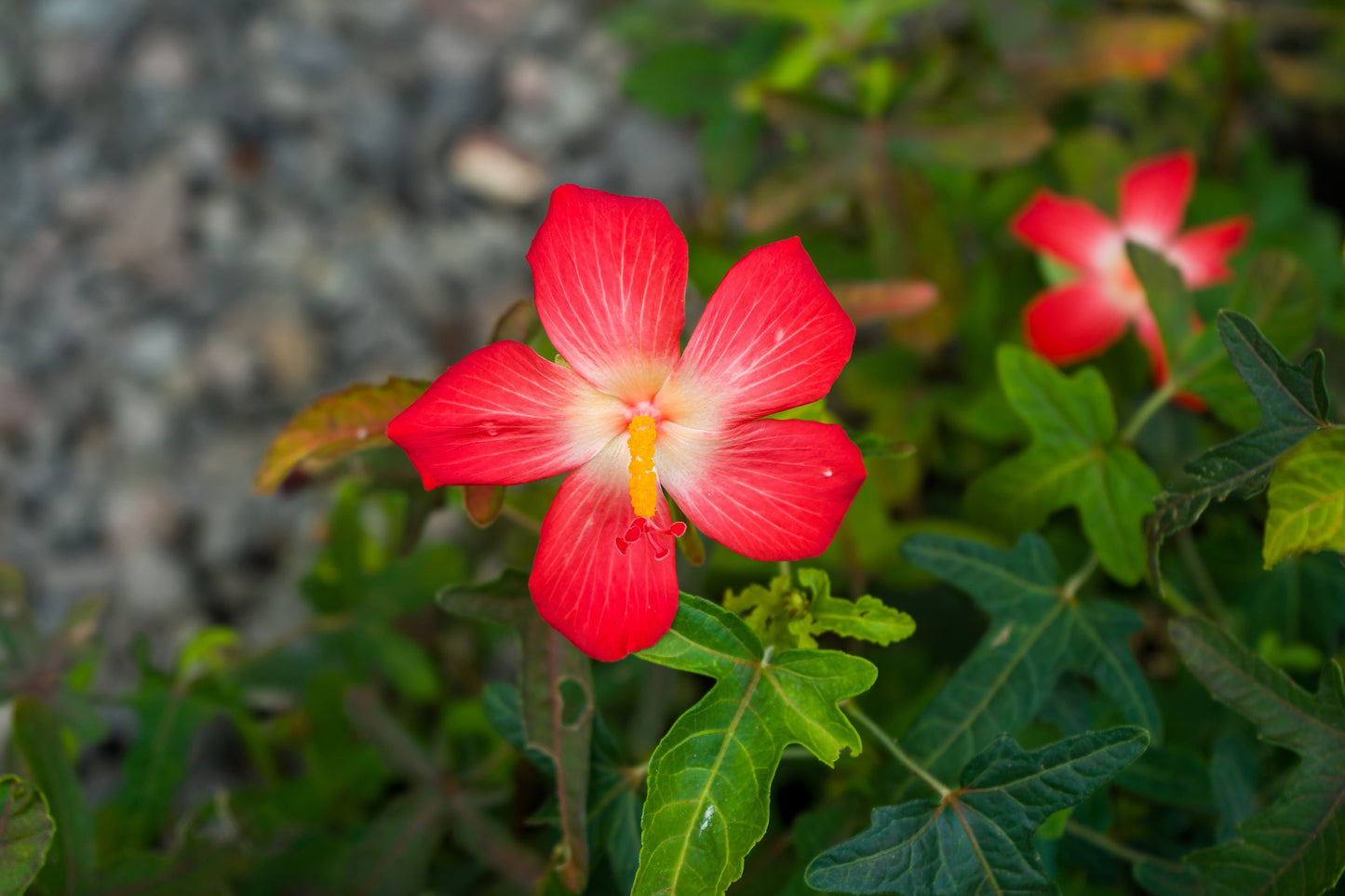 40 AMBRETTE / MUSK MALLOW Hibiscus Abelmoschus Moschatus Flower Seeds