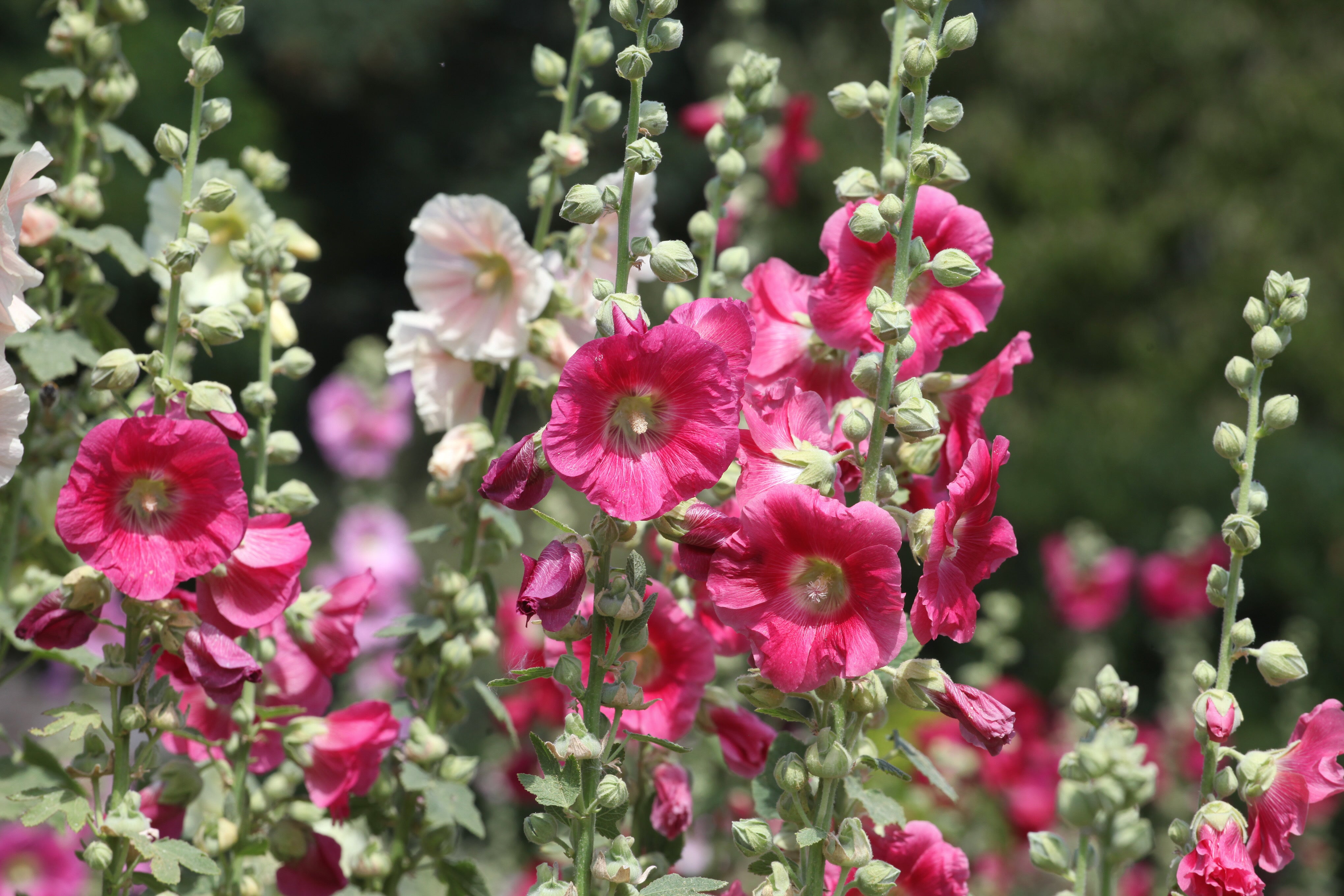 Seedville Hollyhock Alcea Rosea Perennial Flower Seeds - Thumbnail 5