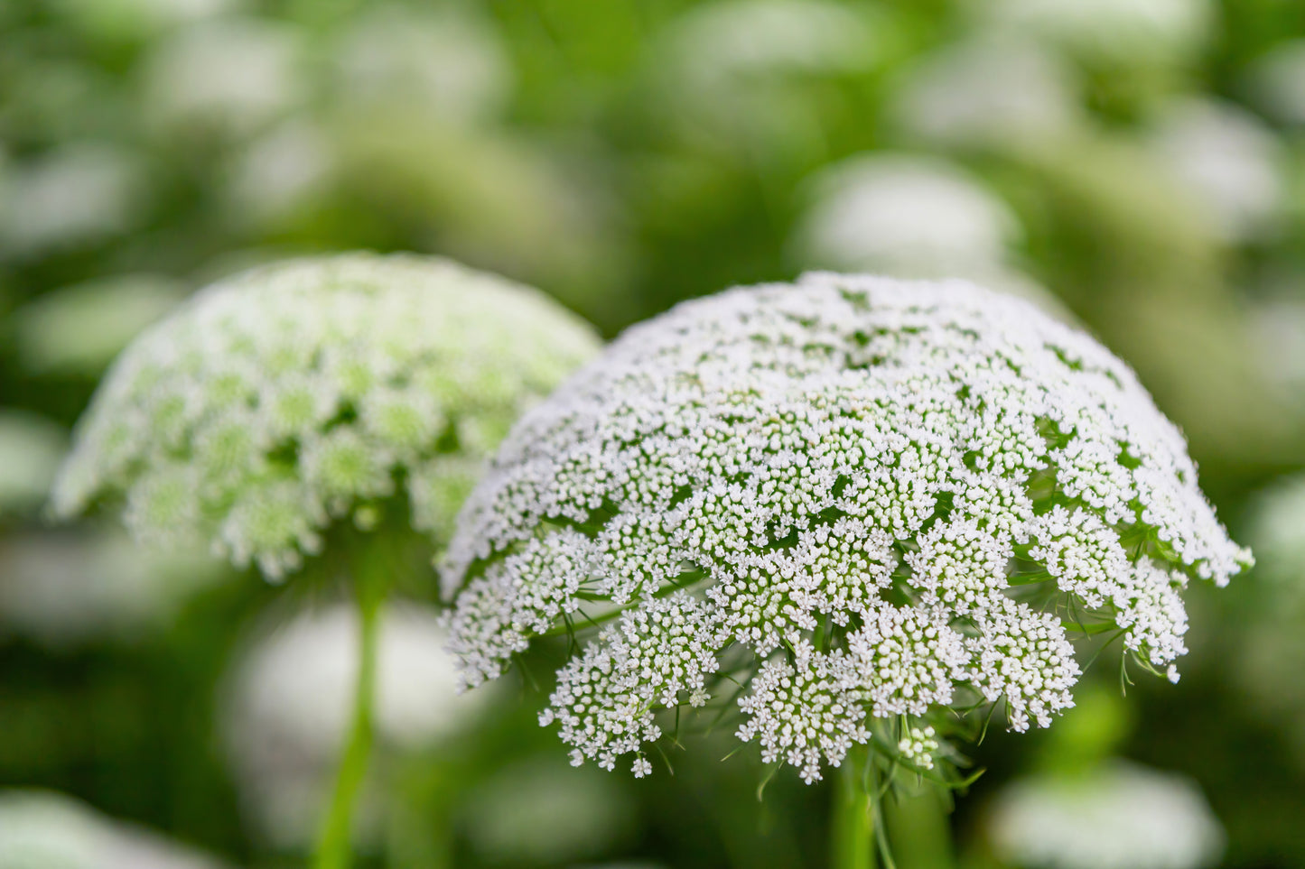 200 BISHOPS FLOWER Ammi Majus False Queen Annes Lace Seeds