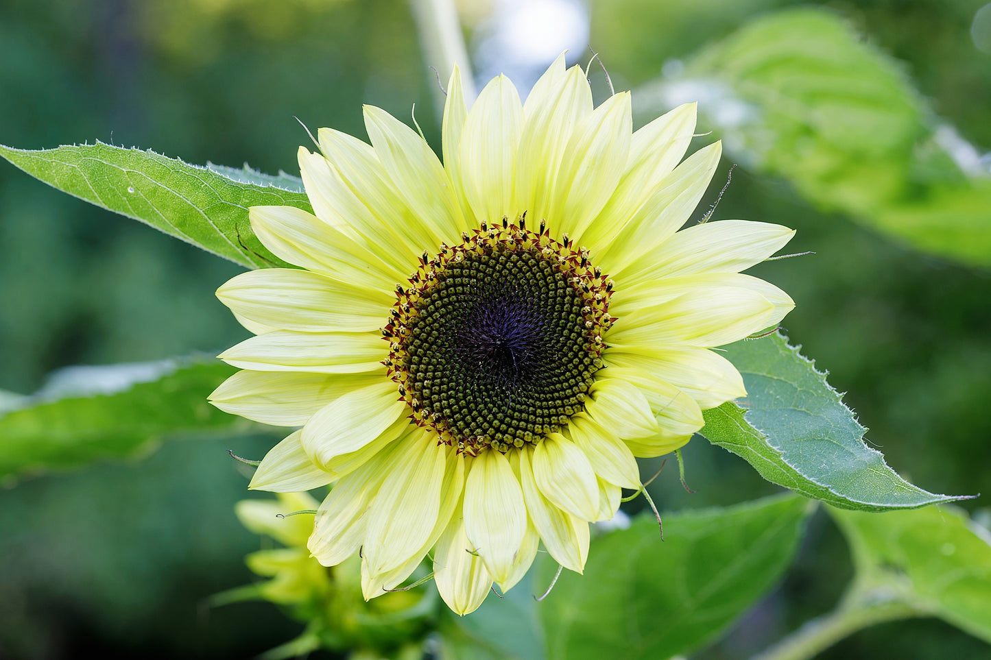 50 VANILLA ICE SUNFLOWER Two Tone Light Yellow Helianthus Annuus Flower Seeds