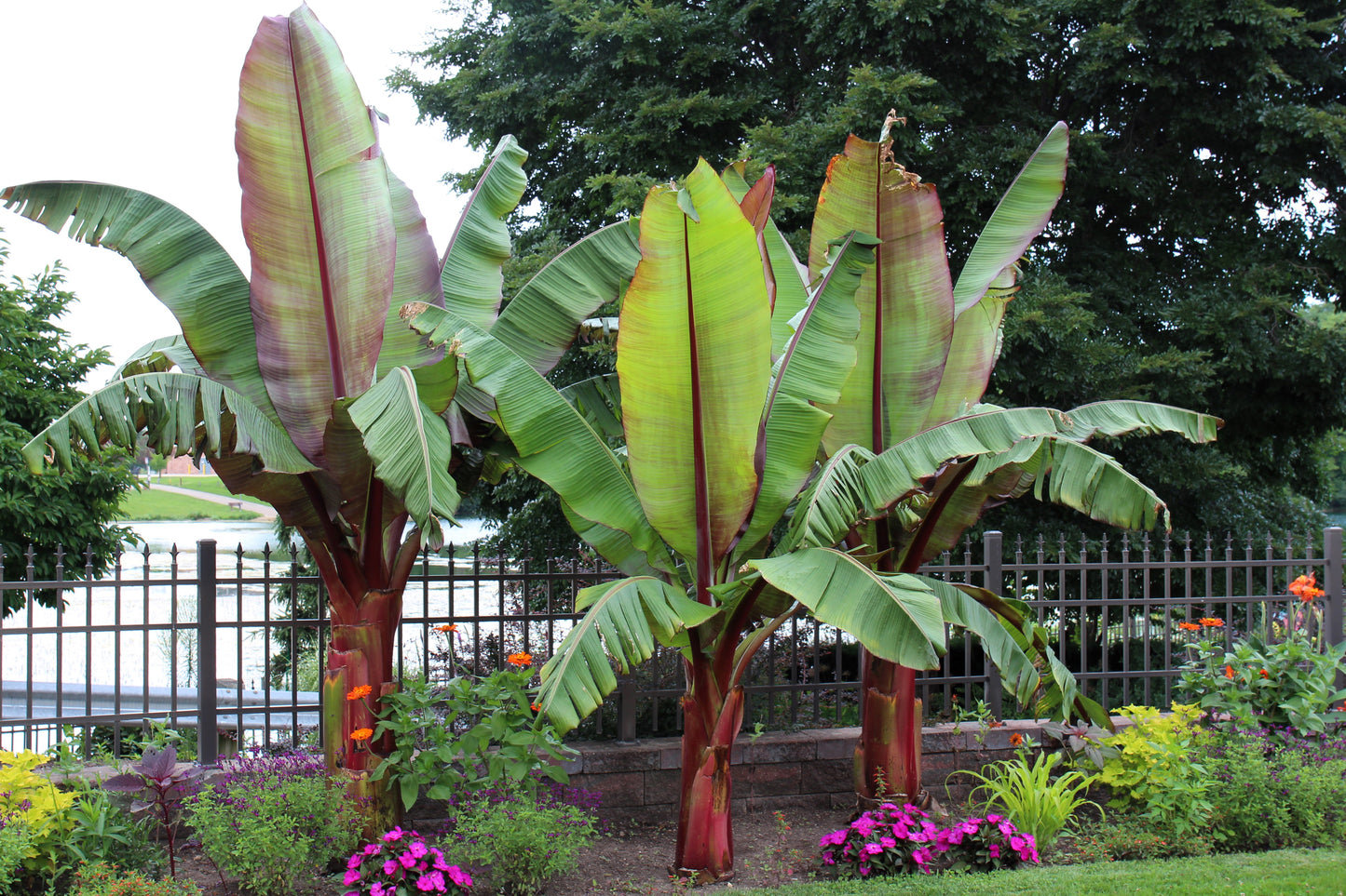 5 RED ABYSSINIAN BANANA Musa Ensete Ventricosum Flowering Fruit Tree Seeds