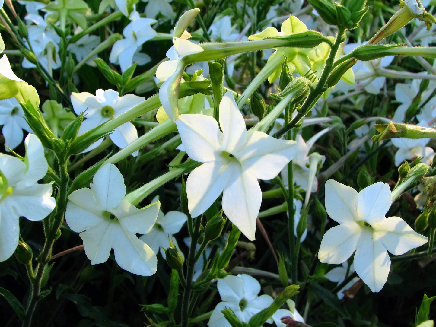 200 JASMINE AZTEC NICOTIANA (Ornamental Flowering Tobacco) Nicotiana Alata Flower Seeds