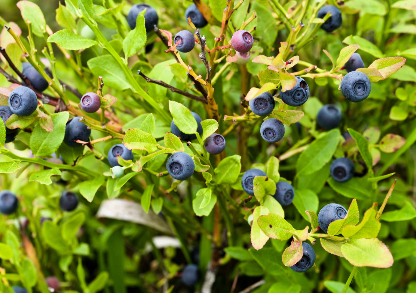 20 Common BILBERRY Fruit Shrub European Blueberry Vaccinium Myrtillus Seeds