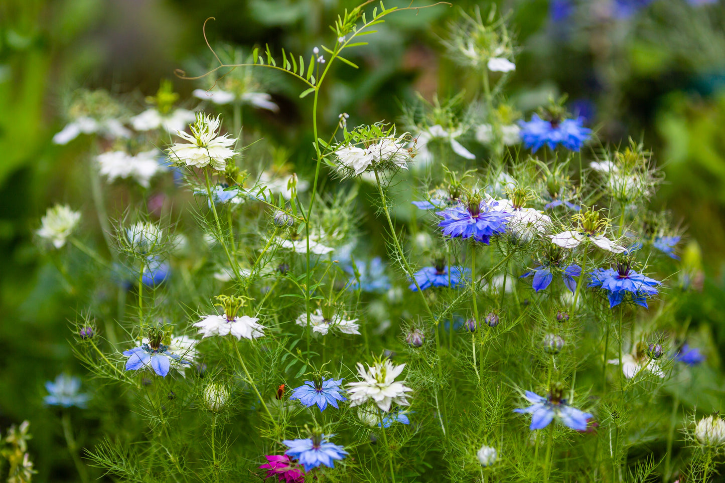 400 Blue & White LOVE IN A MIST Nigella Damascena Fennel Flower Seeds