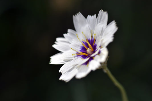 25 WHITE CUPID'S DART Love Plant Catananche Caerulea Flower Seeds