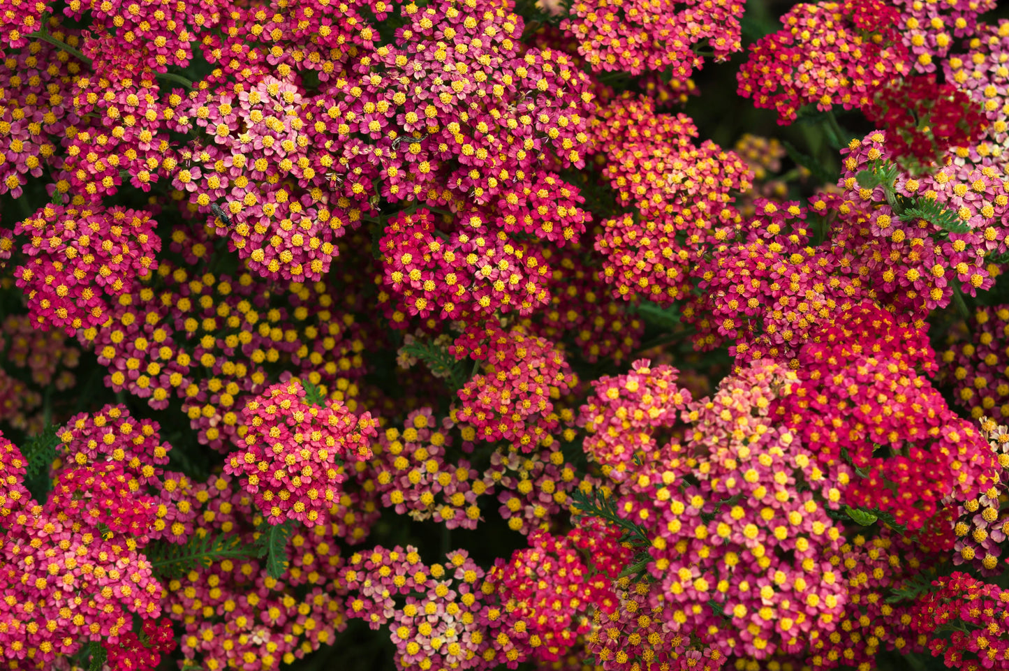 600 RED YARROW Achillea Millefolium Rubra Flower Seeds