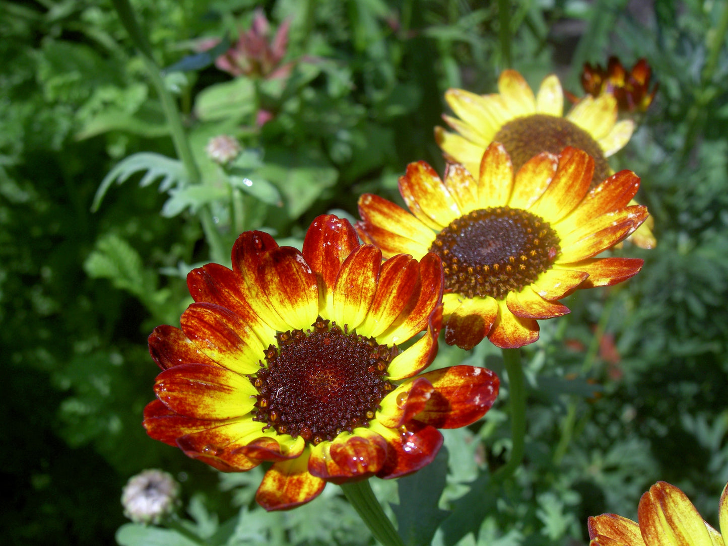 100 GERMAN FLAG DAISY Chrysanthemum Carinatum Tricolor Painted Red Yellow Black Flower Seeds